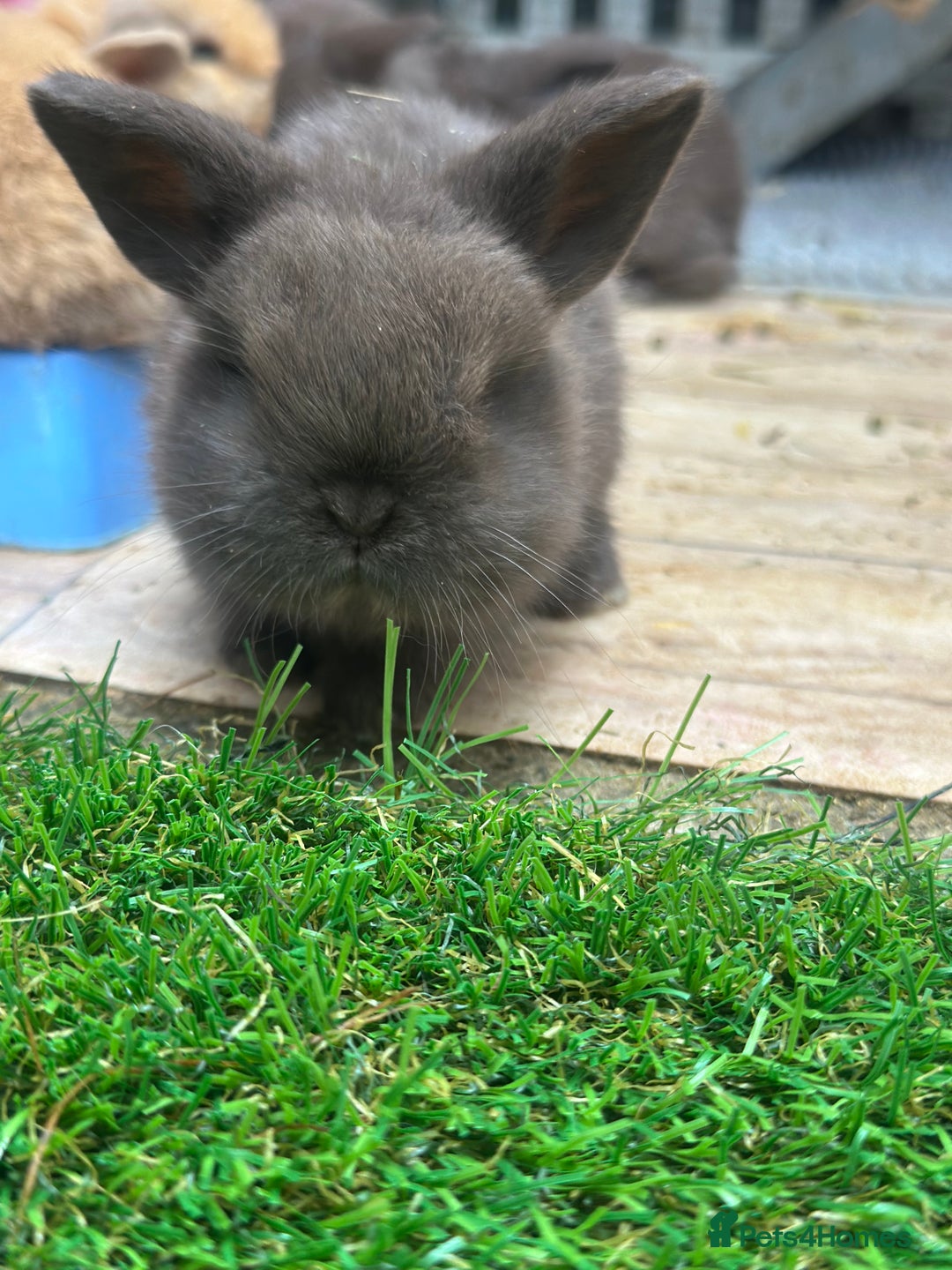 Mini Lop rabbits for sale: Beautiful mini lops - Image 7