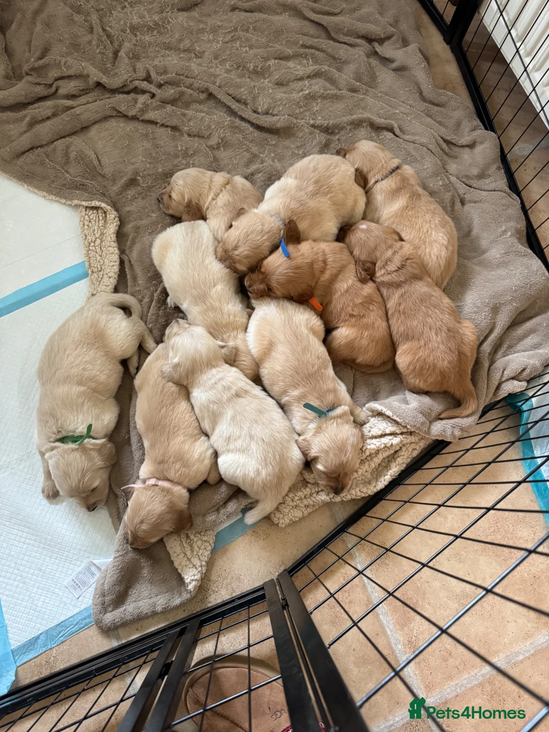 Golden Retriever dogs for sale: Golden retriever puppies  in Isle of Lewis - Advert 3