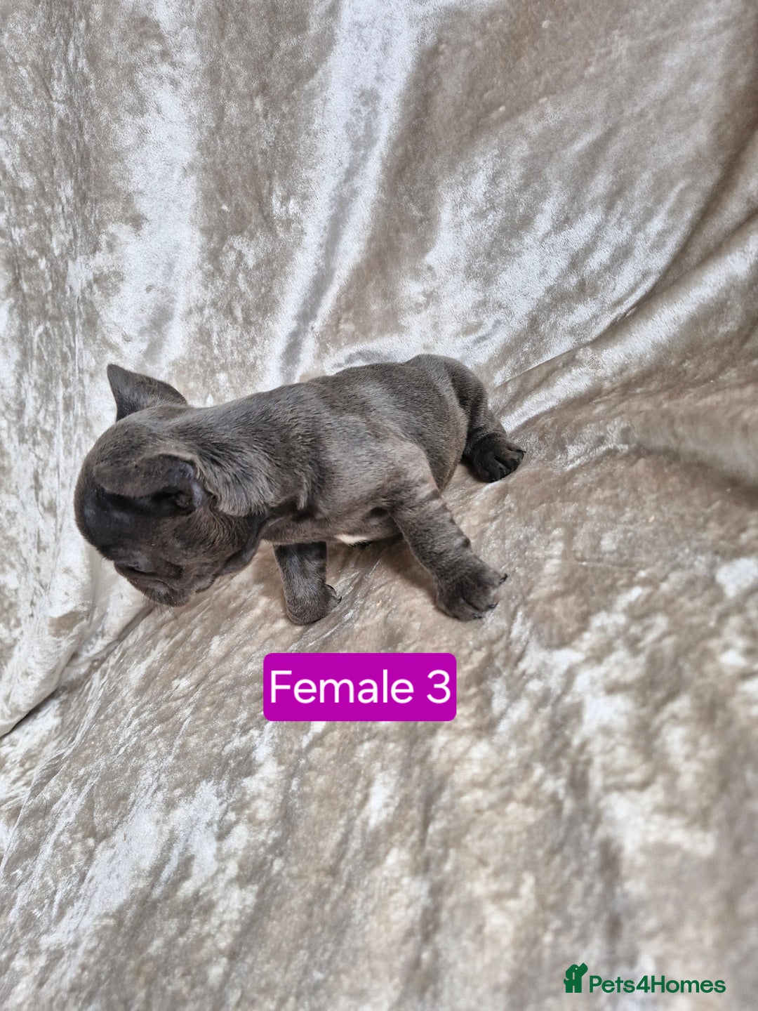 French Bulldog dogs for sale: French Bulldog Puppies  - Image 30
