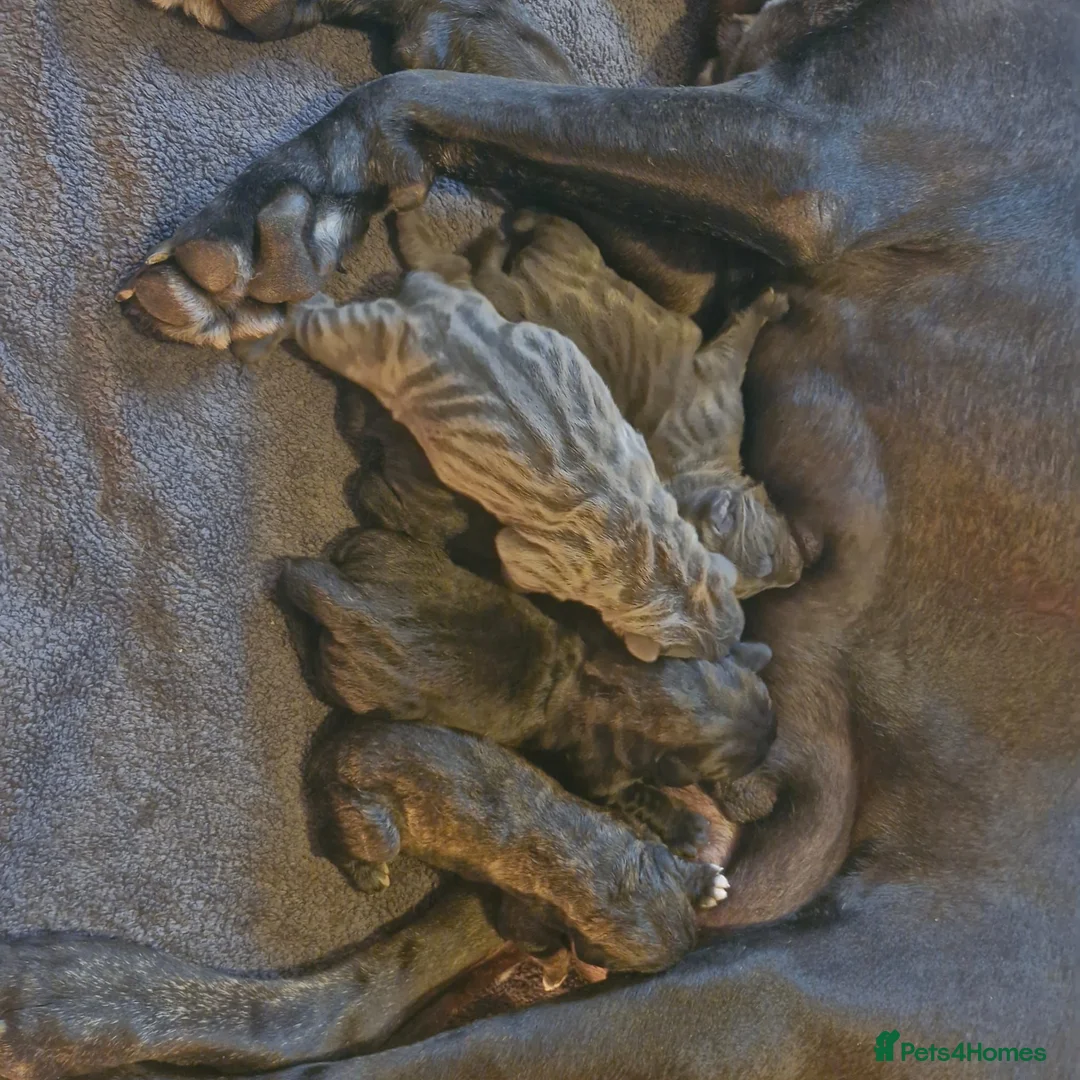 Cane Corso dogs for sale: 💜 IMPRESSIVE FULL PEDIGREE CANE CORSO LITTER 💜 - Advert 2