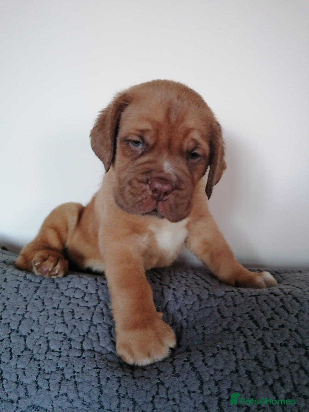Dogue De Bordeaux dogs for sale: Gorgeous DOUGUE Babies - Image 5