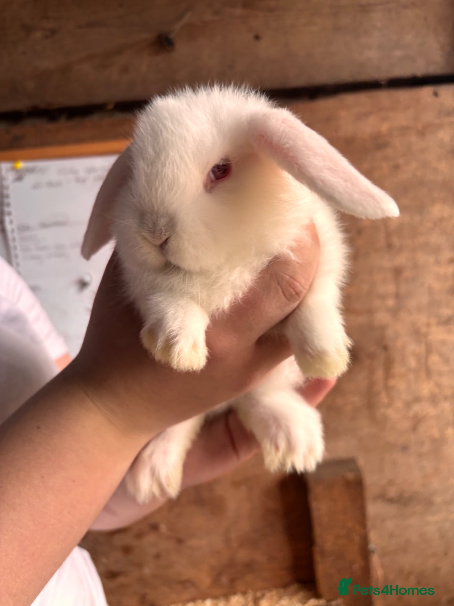Mini Lop rabbits for sale: 8 beautiful baby’s rabbit  - Advert 16