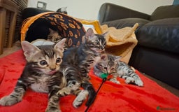 Bengal cats for sale: 🌟 Premium Bengal Tica Kittens – 5★Breeder 🌟 - Image 17