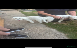 Jackapoo dogs for sale: 5 beautiful jackapoos - Image 20