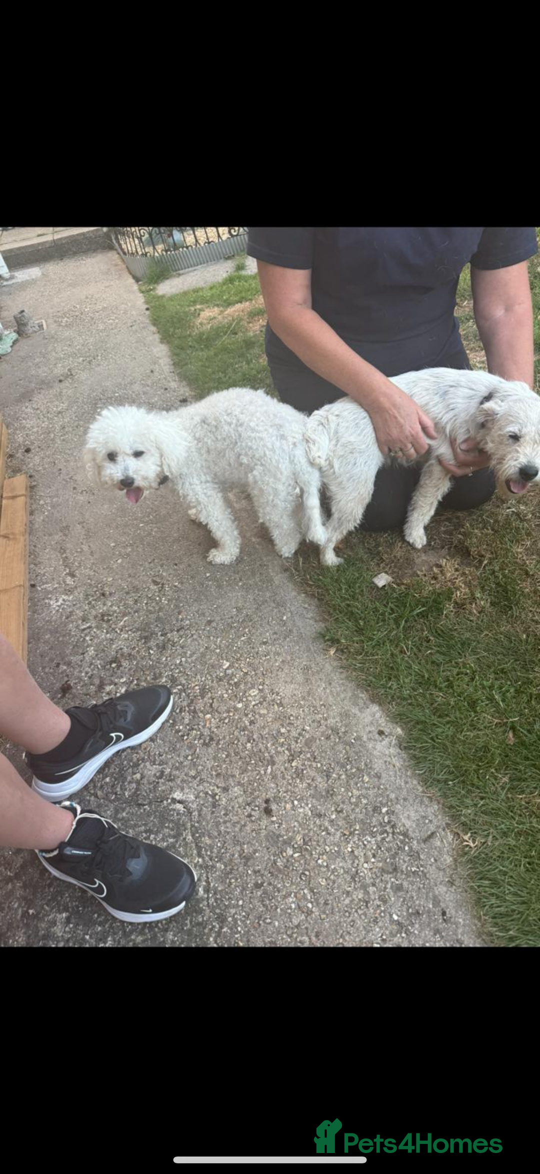 Jackapoo dogs for sale: 5 beautiful jackapoos - Image 20
