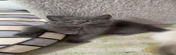 Mixed Breed cats for sale: Beautiful mixed breed kittens.  - Advert 11