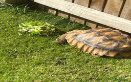 Tortoise reptiles for sale: 2 x Sulcata Tortoise - Image 4