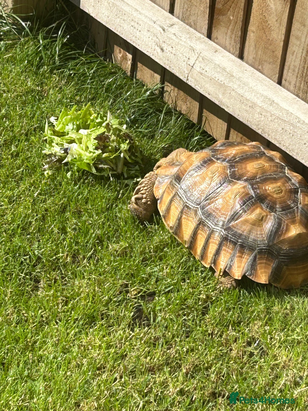 Tortoise reptiles for sale: 2 x Sulcata Tortoise - Image 4