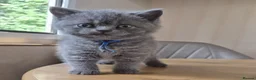 British Shorthair cats for sale: Purebred british shorthair kittens in Wigton - Advert 32