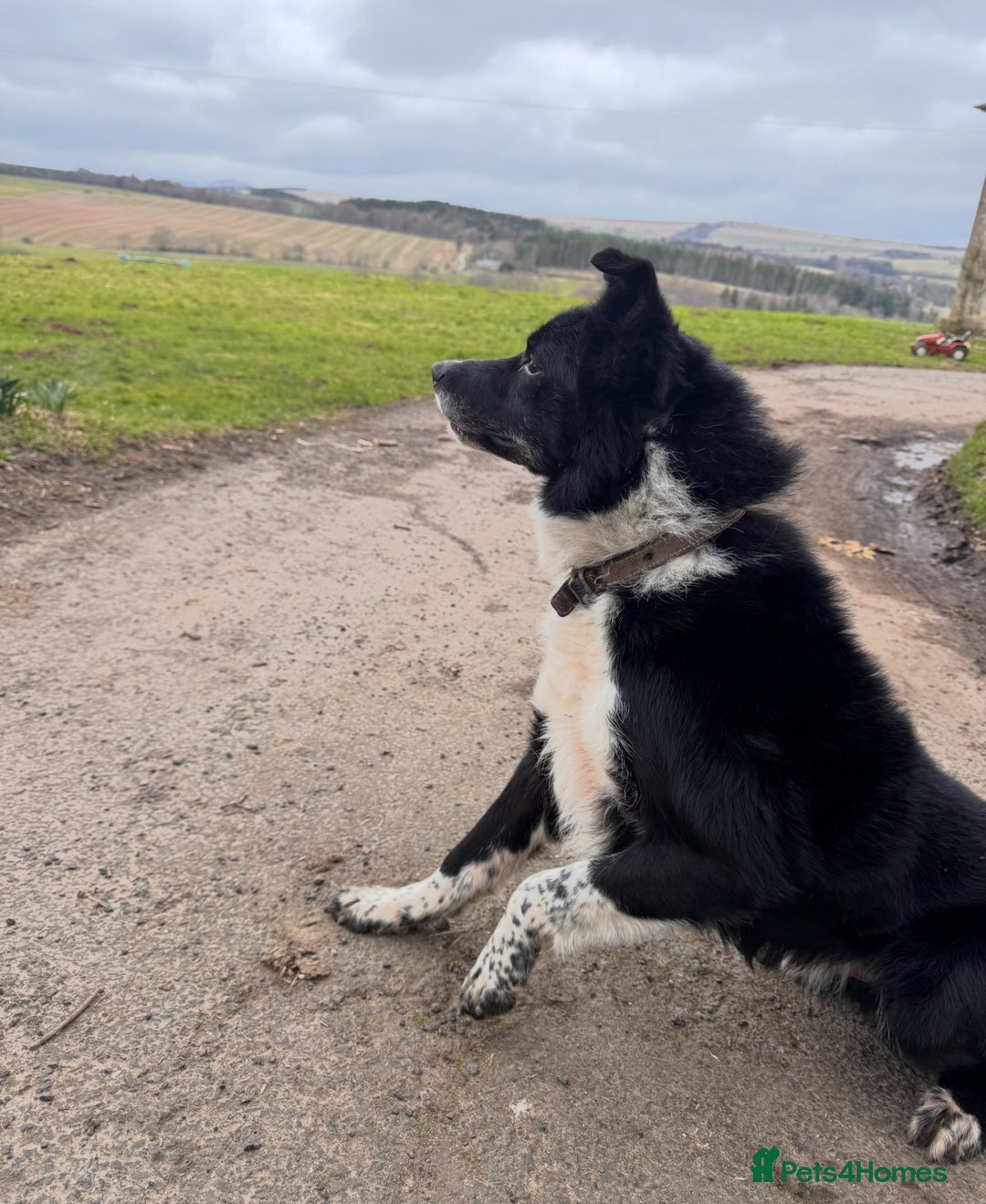 Border Collie dogs for sale: Happy go lucky male collie - Advert 2
