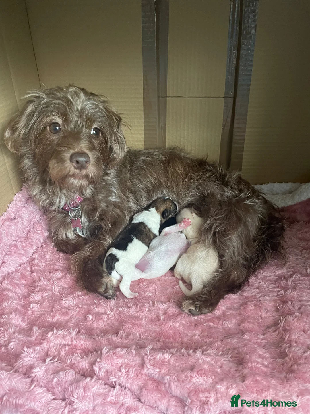 Maltipoo dogs for sale: Beautiful Litter of Four Puppies - Advert 1