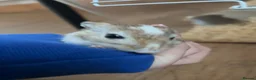 Gerbil rodents for sale: Gerbils(and full setup) - Advert 2