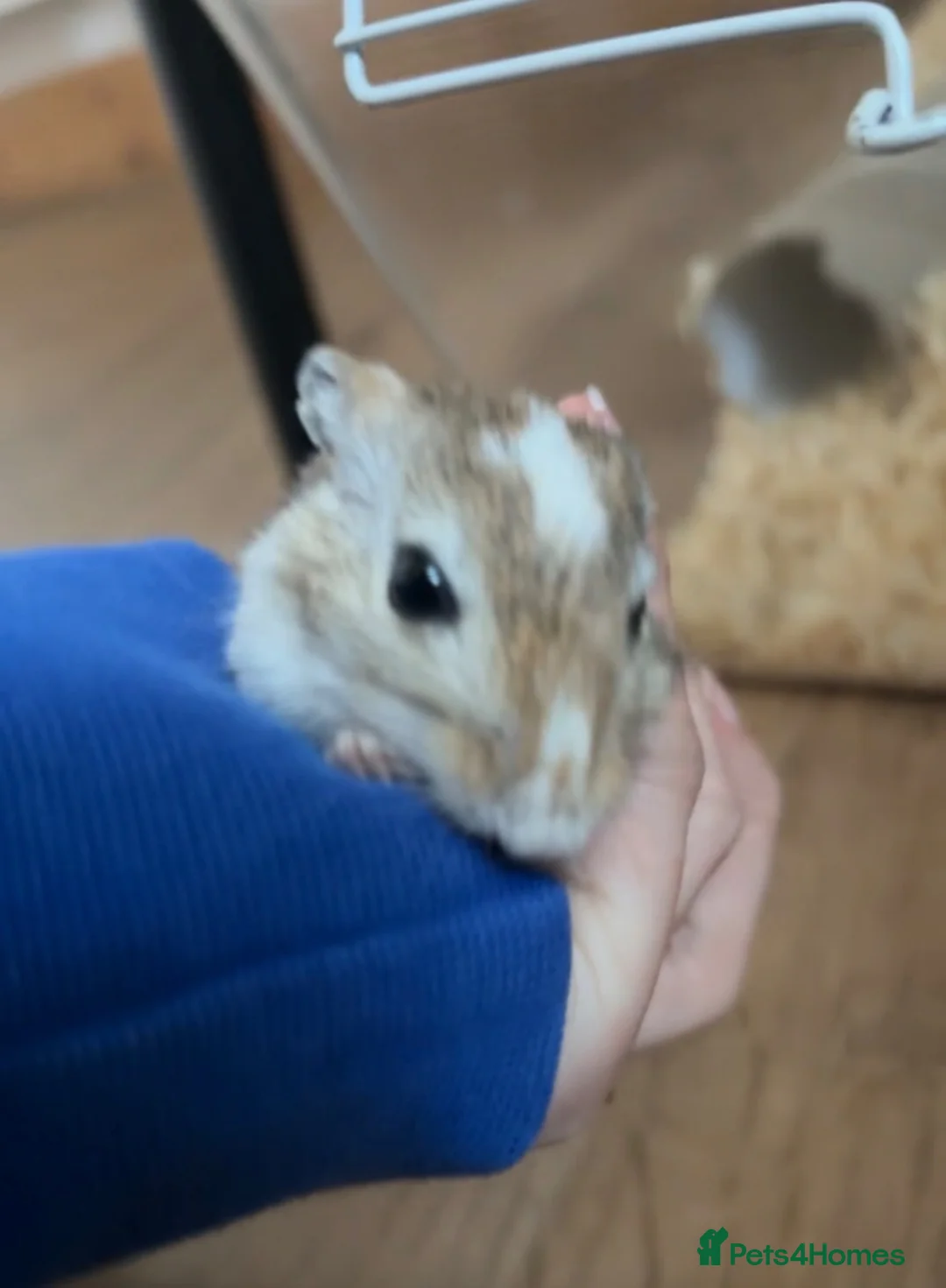 Gerbil rodents for sale: Gerbils(and full setup) - Advert 2