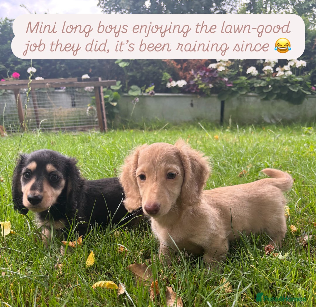 Miniature Dachshund dogs for sale: Miniature long haired cream dachshund. KC reg/PRA - Image 4