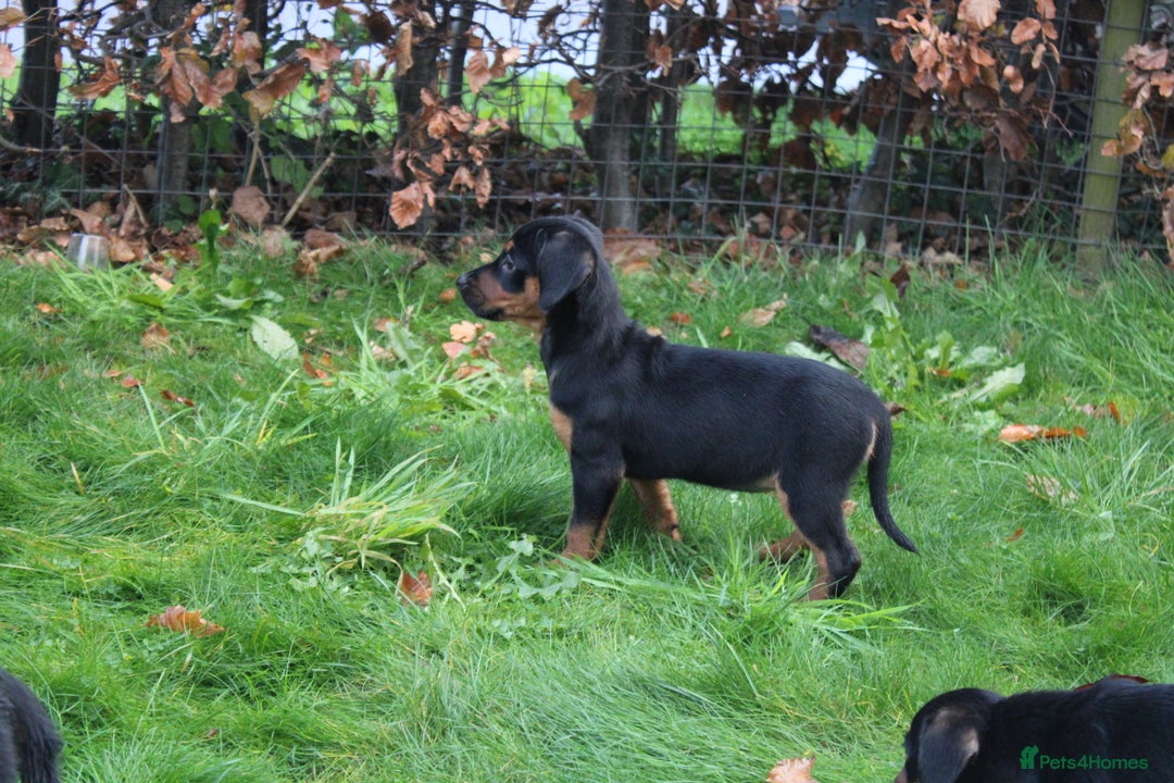 Mixed Breed dogs for sale: Cocker x Kelpie Puppies - Advert 13