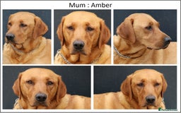 Labrador Retriever dogs for sale: Red Fox Labs : Health Checked-KC Reg-FTCH Pedigree - Image 14