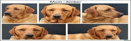 Labrador Retriever dogs for sale: Red Fox Labs : Health Checked-KC Reg-FTCH Pedigree - Advert 11
