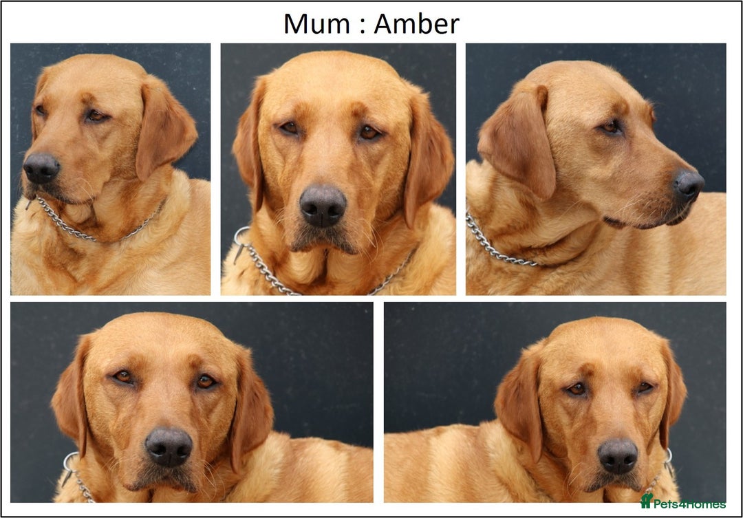 Labrador Retriever dogs for sale: Red Fox Labs : Health Checked-KC Reg-FTCH Pedigree - Image 14