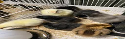 Chickens poultry for sale: Hybrid chicks - Advert 9