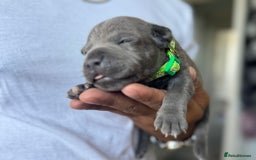 Staffordshire Bull Terrier dogs for sale: 😍😍 BEAUTIFUL & CHUNKY BLUES💙 - Image 21
