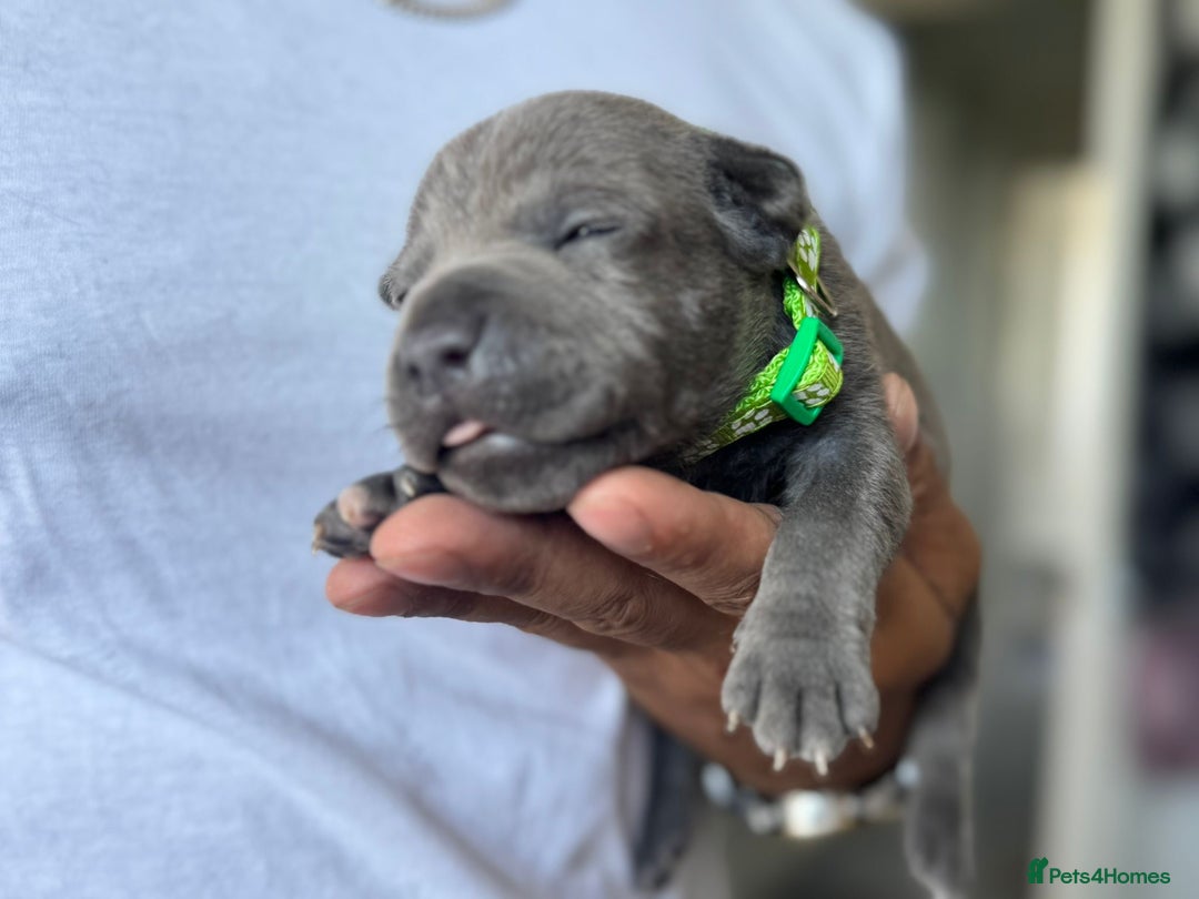 Staffordshire Bull Terrier dogs for sale: 😍😍 BEAUTIFUL & CHUNKY BLUES💙 - Image 21