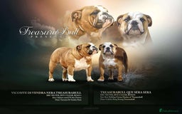 English Bulldog dogs for sale: Stunning little girl ready to go this weekend  - Image 6