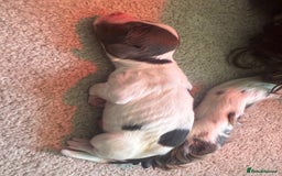 English Springer Spaniel dogs for sale: Springer Spaniel puppies - top pedigree - Image 11