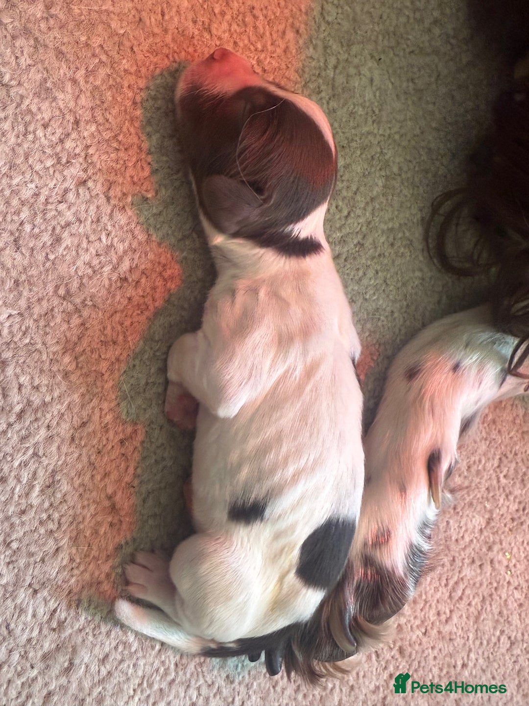 English Springer Spaniel dogs for sale: Springer Spaniel puppies - top pedigree - Image 11