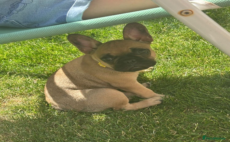 French Bulldog dogs - Advert 10