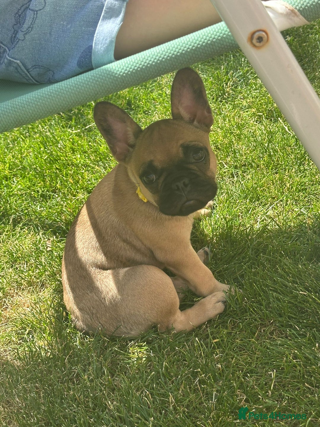 French Bulldog dogs for sale: Frenchie female 4 & half months old - Image 1