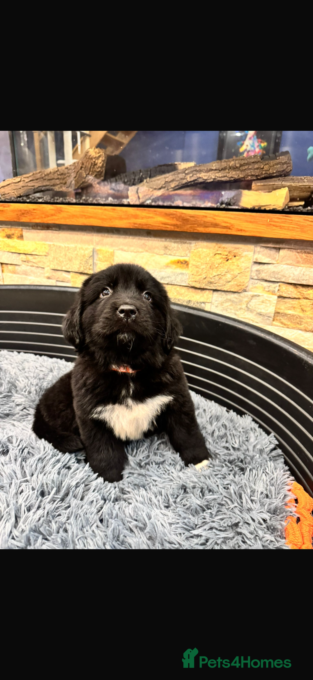 Newfoundland dogs for sale: Newfoundland puppies - Image 28