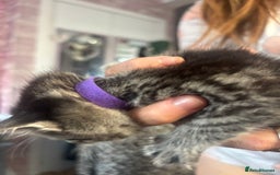 Bengal cats for sale: 3 bengal x cross kittens  - Image 11
