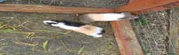 Guinea Pig rodents for sale: Baby boy guinea pigs  available soon - Advert 9