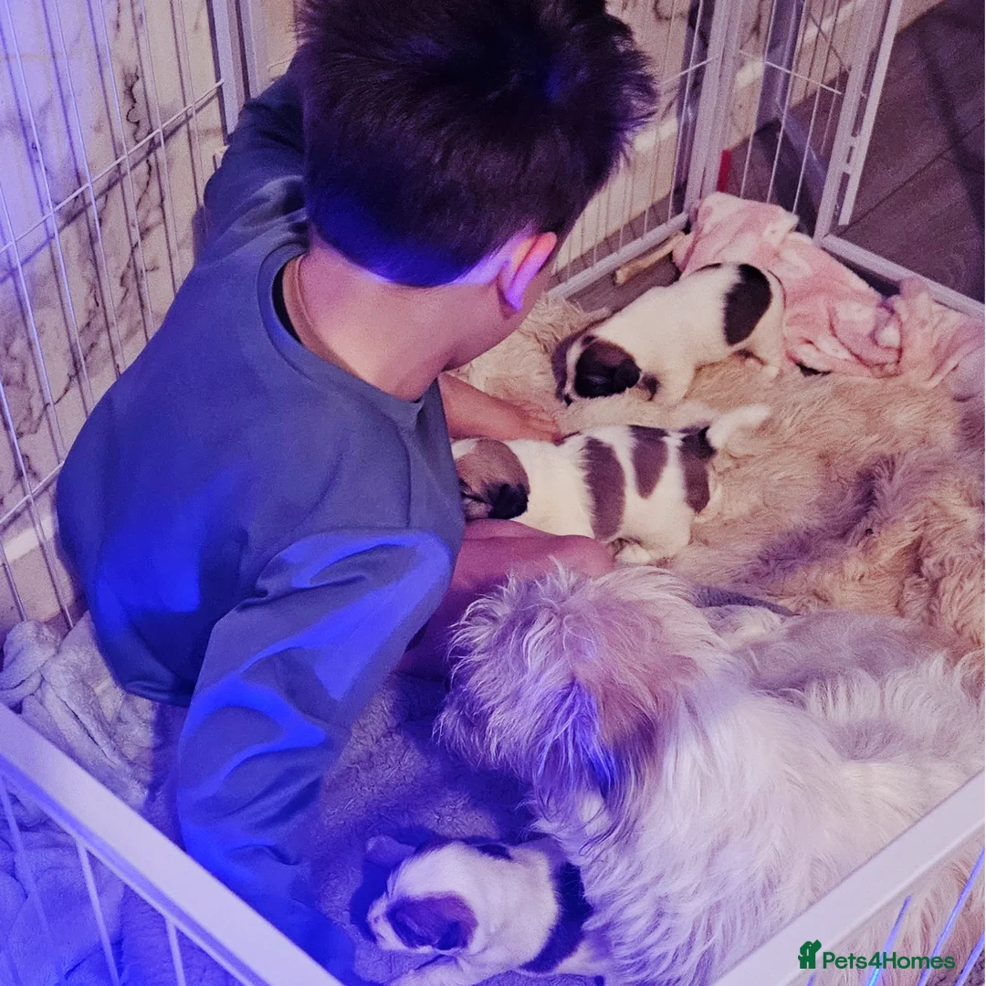 Jack Russell dogs for sale: JRT Last boy of the litter  in Havant - Advert 2