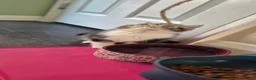Persian cats for sale: Exotic Persian kittens  - Advert 5
