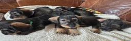 Miniature Dachshund dogs for sale: Five miniature Wire Haired Dachshund puppies - Advert 4