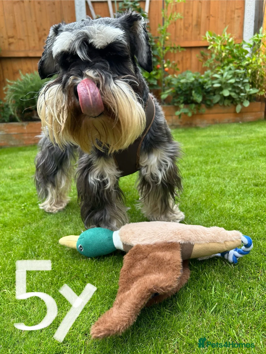 Miniature Schnauzer dogs for stud: Handsome boy looking for a girlfriend  - Advert 4