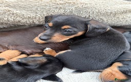 Mixed Breed dogs for sale: Mini dash x min jack russell - Image 1