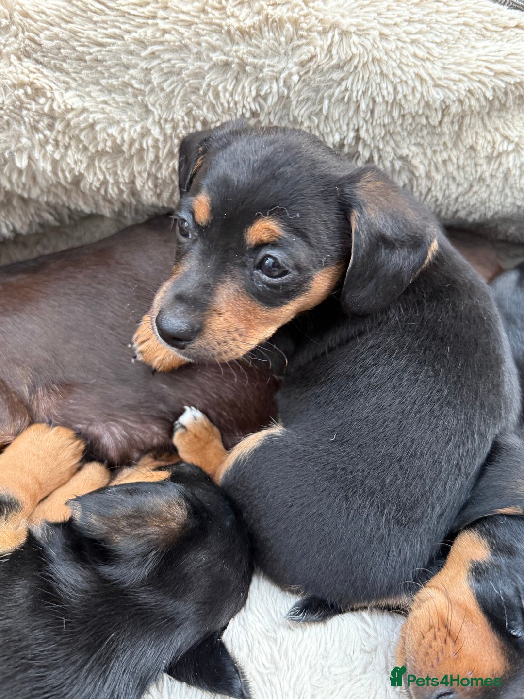 Mixed Breed dogs for sale: Mini dash x min jack russell - Image 1