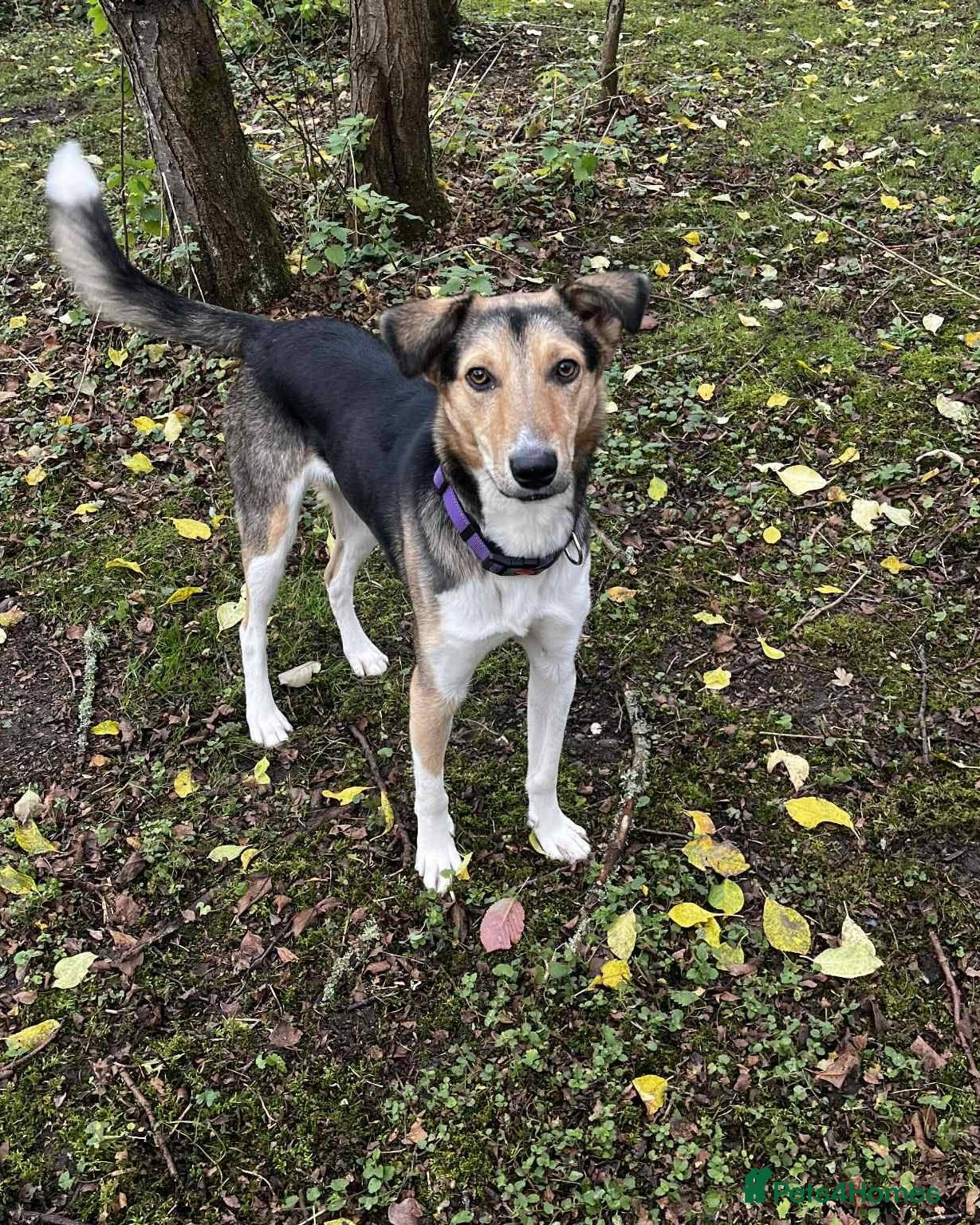Mixed Breed dogs 💛 Toby – Gentle & Sensitive Young Boy  - Advert 14