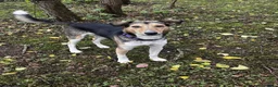 Mixed Breed dogs for adoption: 💛 Toby – Gentle & Sensitive Young Boy  in Barry - Advert 1