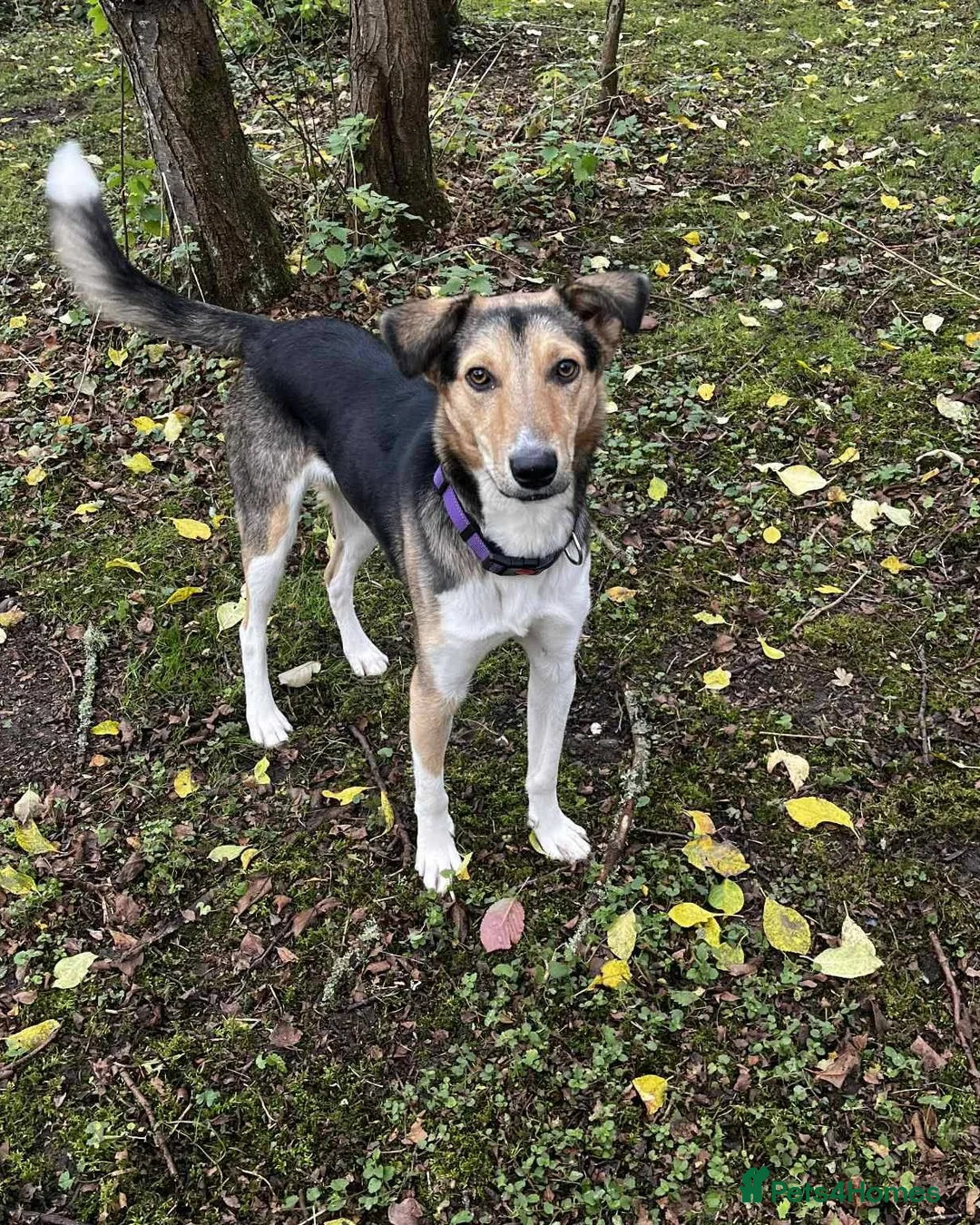 Mixed Breed dogs for adoption: 💛 Toby – Gentle & Sensitive Young Boy  in Barry - Advert 1