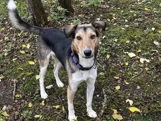 Mixed Breed dogs 💛 Toby – Gentle & Sensitive Young Boy - Advert 1