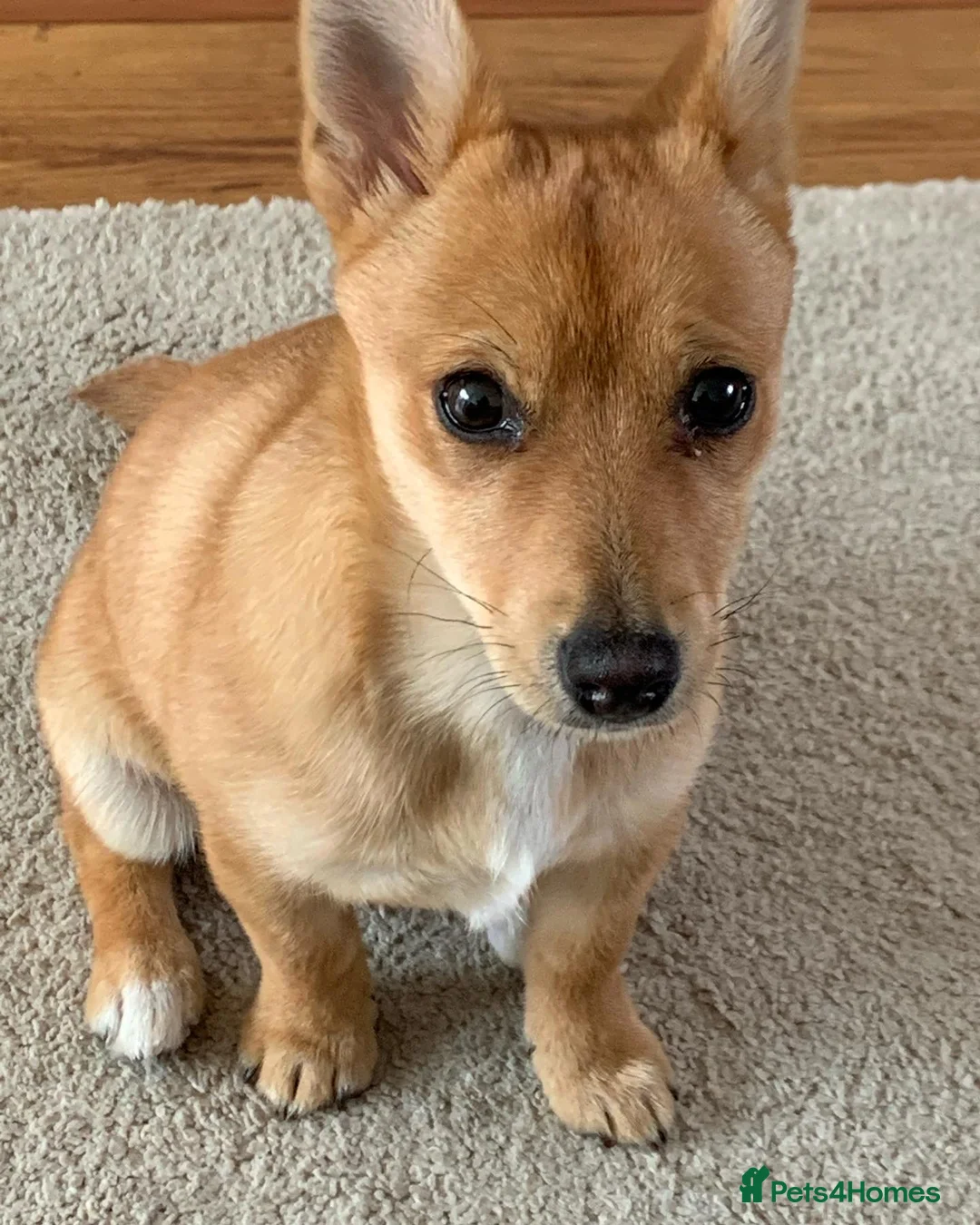 Mixed Breed dogs for sale: 9 week old Jack Russ pups- Ready to go - Advert 3