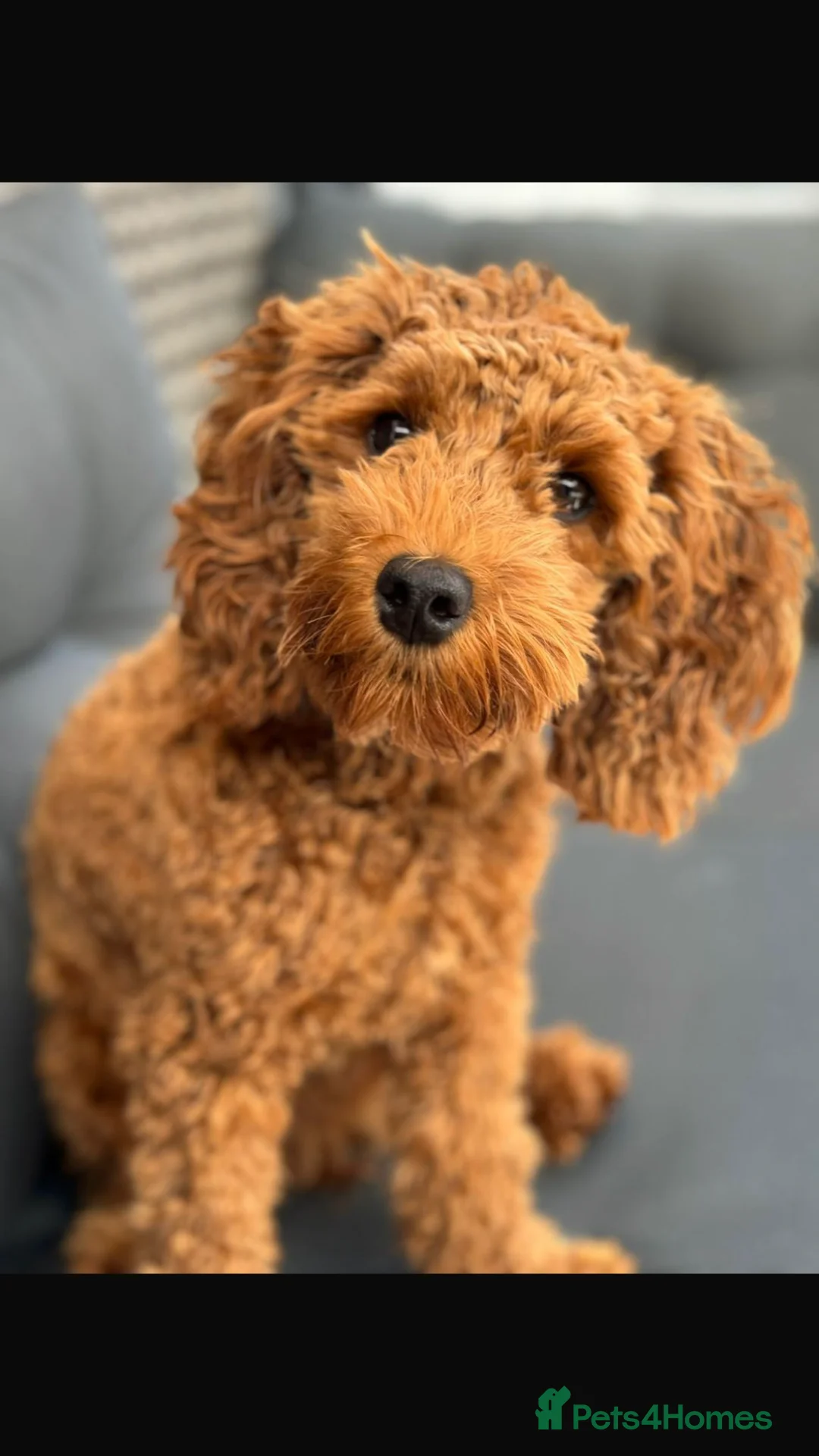 Toy Poodle dogs for stud: Proven Toy Poodle For Stud in Canterbury - Advert 16