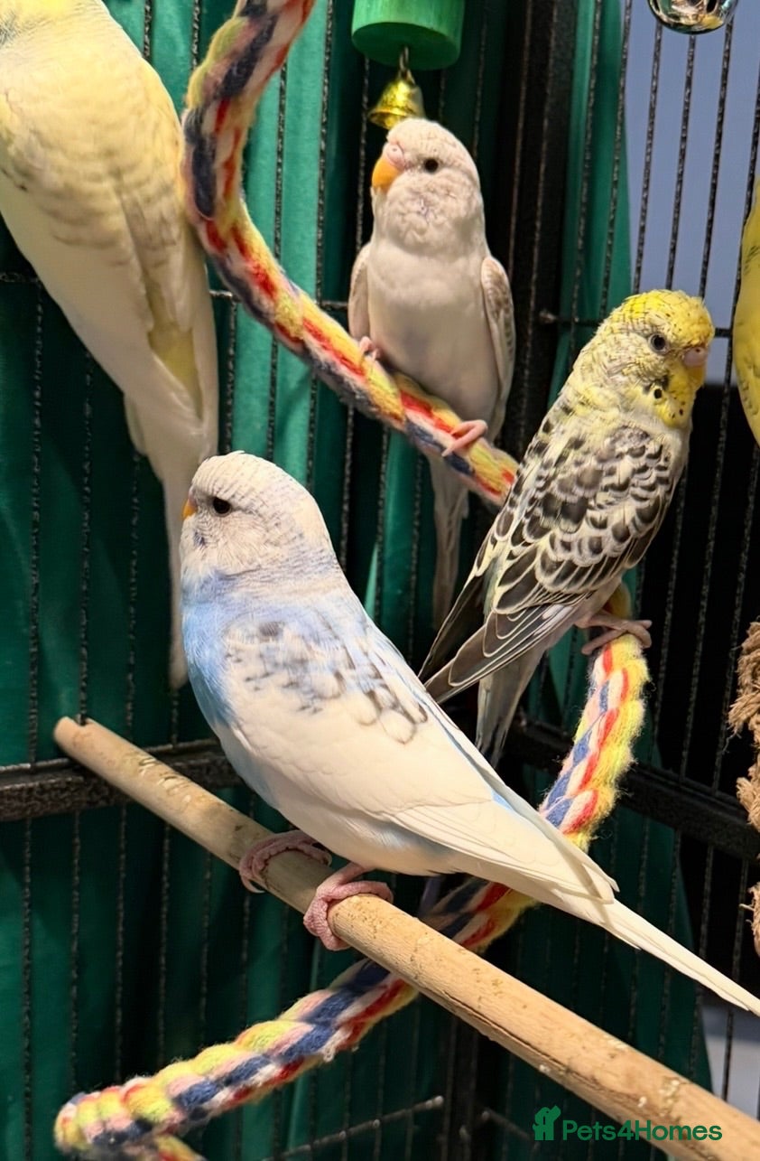 Budgerigars birds Budgies available male and female young  - Advert 1