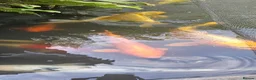 Koi Carp fish for sale: Koi fish for sale due to moving house - Advert 14
