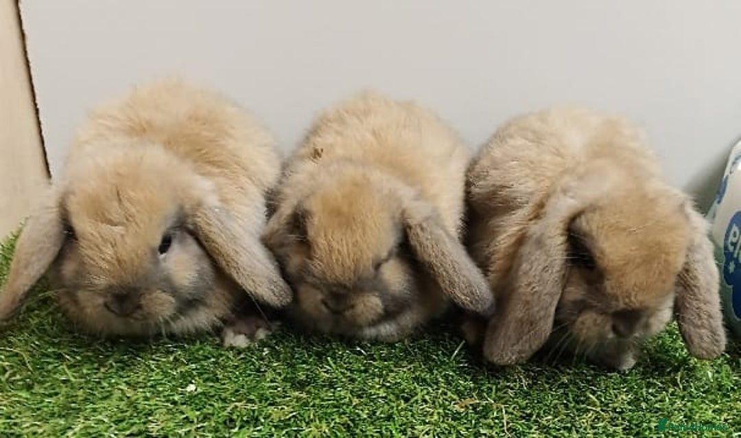 Mini Lop rabbits for sale: Vaccinated wellhandled Mini Lop-please read advert - Advert 1