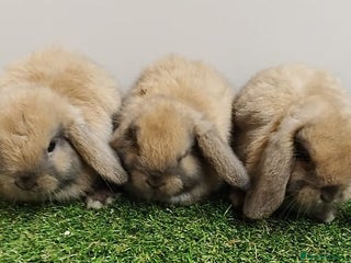 Mini Lop rabbits Vaccinated wellhandled Mini Lop-please read advert - Advert 5