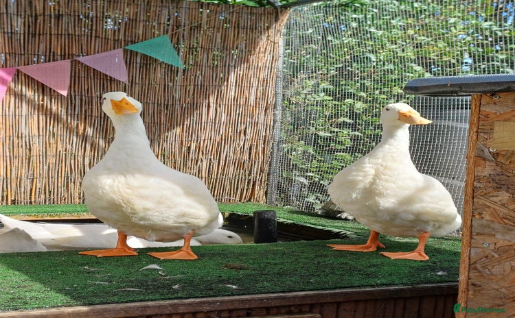 Ducks poultry - Advert 1